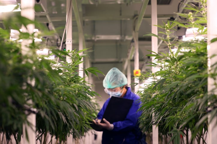 Cannabis leaves in closed system Laboratory