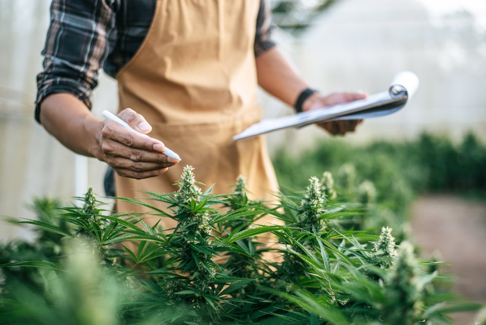 Asian man marijuana researcher checking marijuana cannabis plantation in cannabis farm, Business agricultural cannabis.